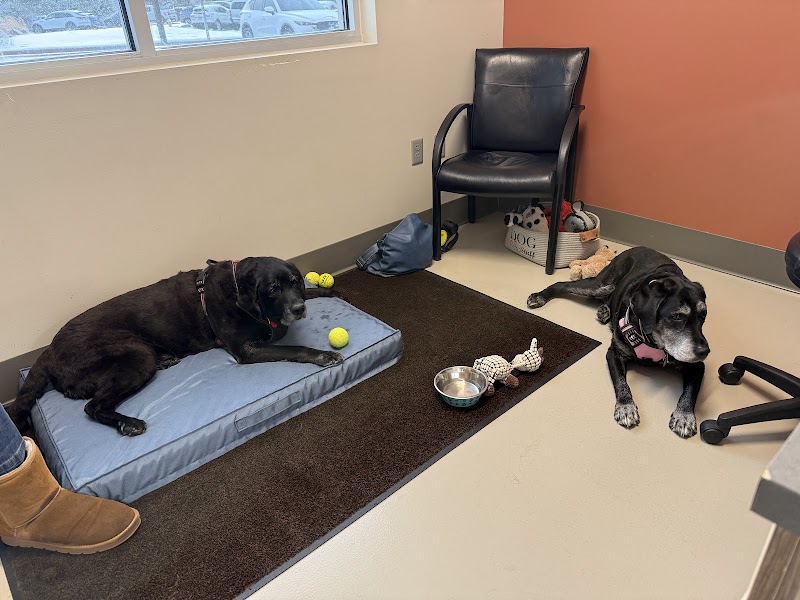 Colorado Canine Orthopedics & Rehab