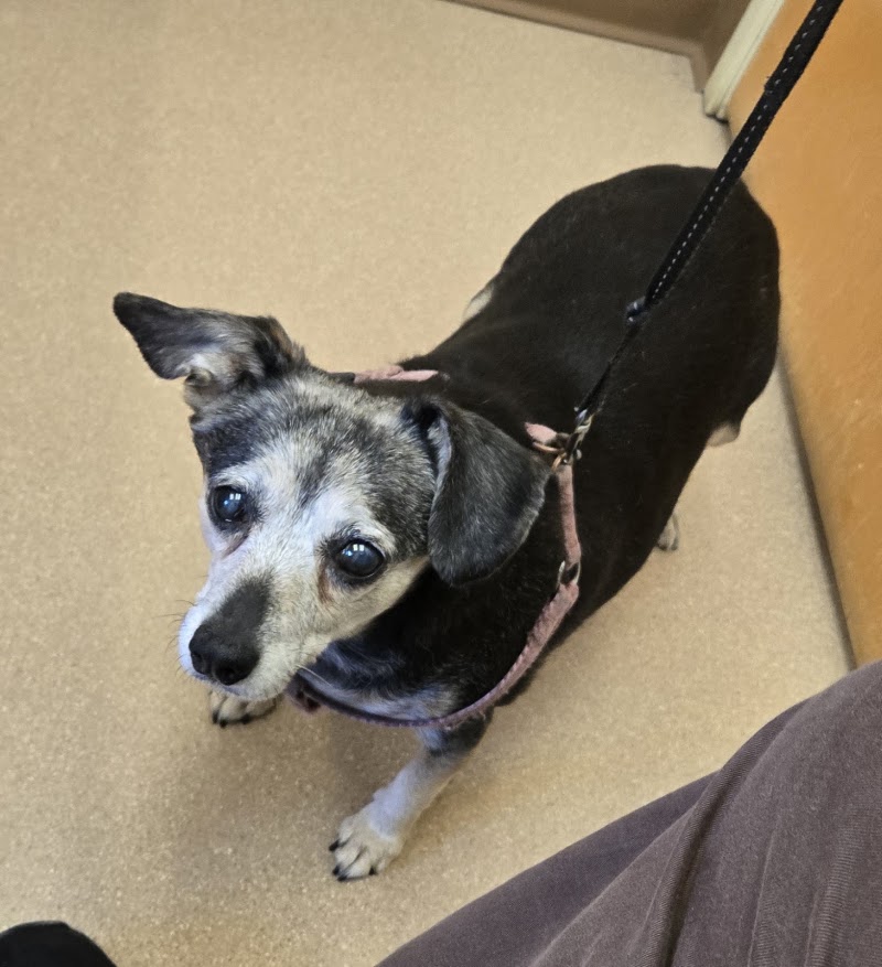 Best Friends Veterinary Medical Center