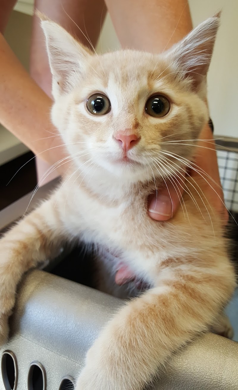 Best Friends Veterinary Medical Center