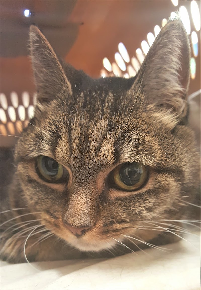 Best Friends Veterinary Medical Center