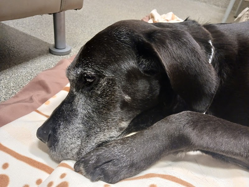 Veterinary Specialty & Emrgency Center: Chapman Peter DVM