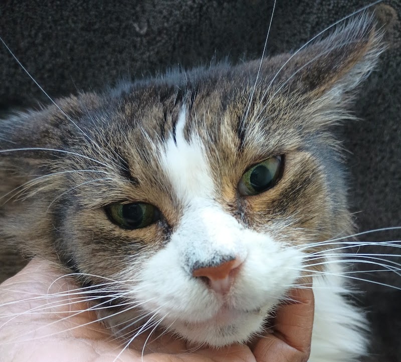 Urgent Pet