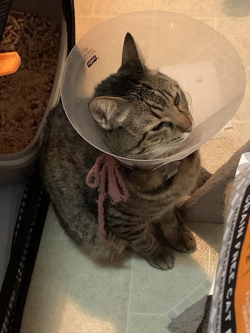 Surgipet - Surgery Center for Pets