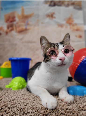 VCA Southwest Freeway Animal Hospital