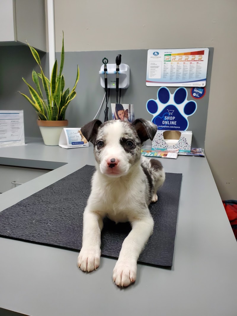 VCA Southwest Freeway Animal Hospital