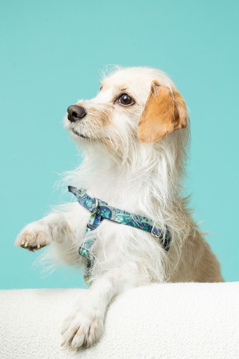 The Meadows Veterinary Center