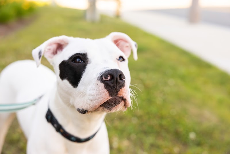 Ally Veterinary Specialty Center