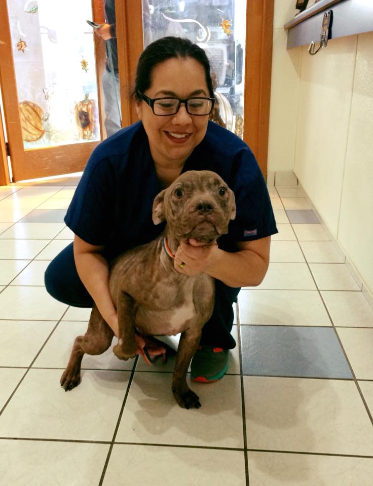 Texas Veterinary Hospital