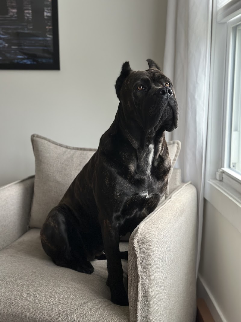 Veterinary Surgical Center of Long Island