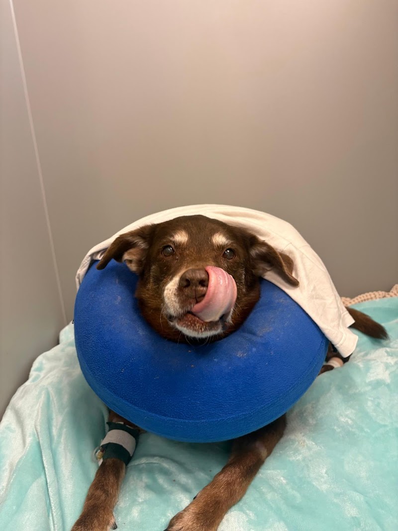 Veterinary Surgical Center of Long Island