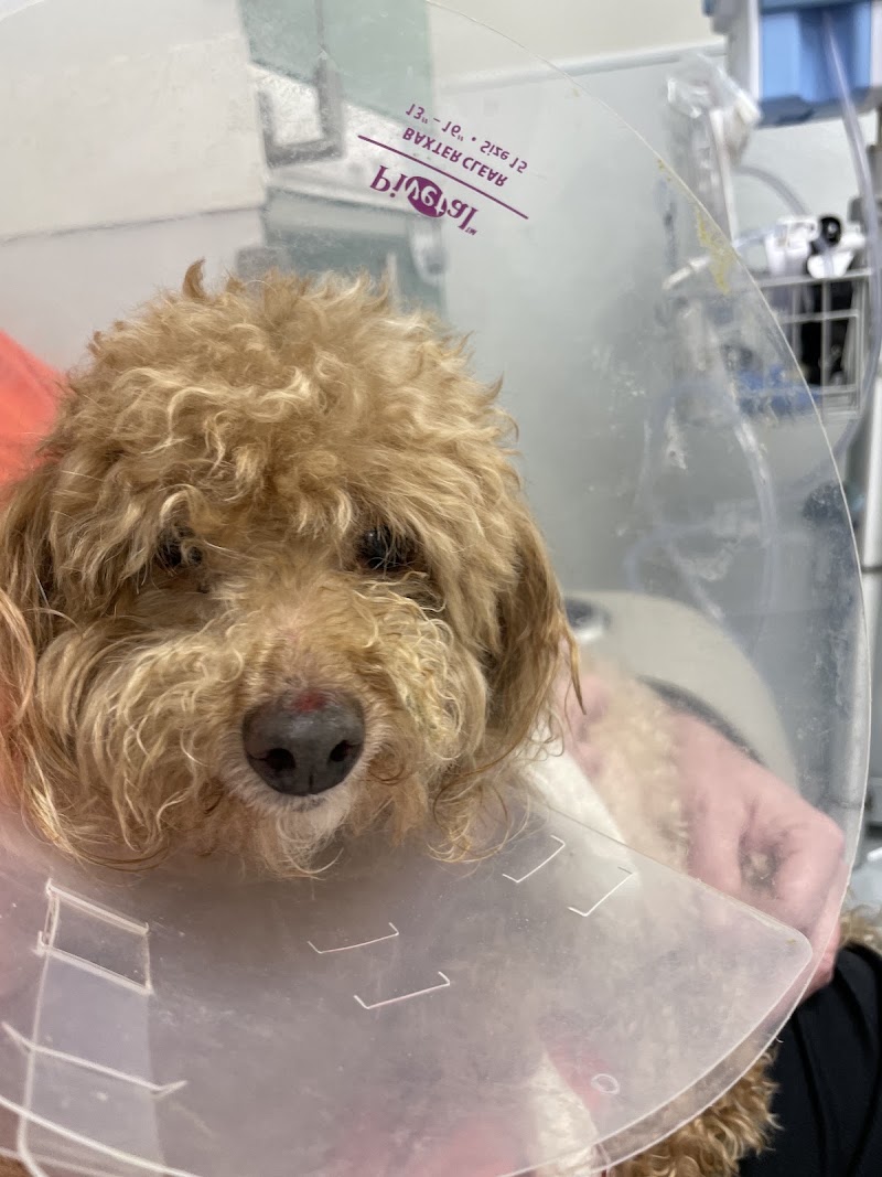 Revive Veterinary Emergency and Specialty Hospital