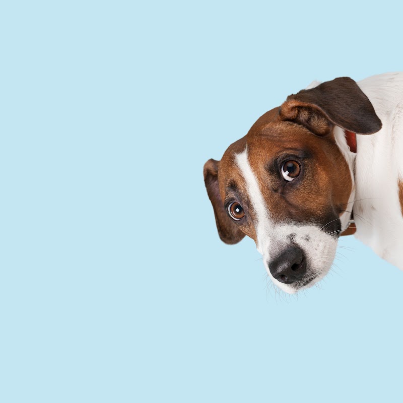 Revive Veterinary Emergency and Specialty Hospital