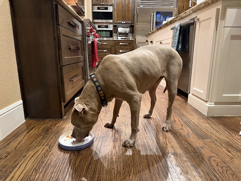 Revive Veterinary Emergency and Specialty Hospital