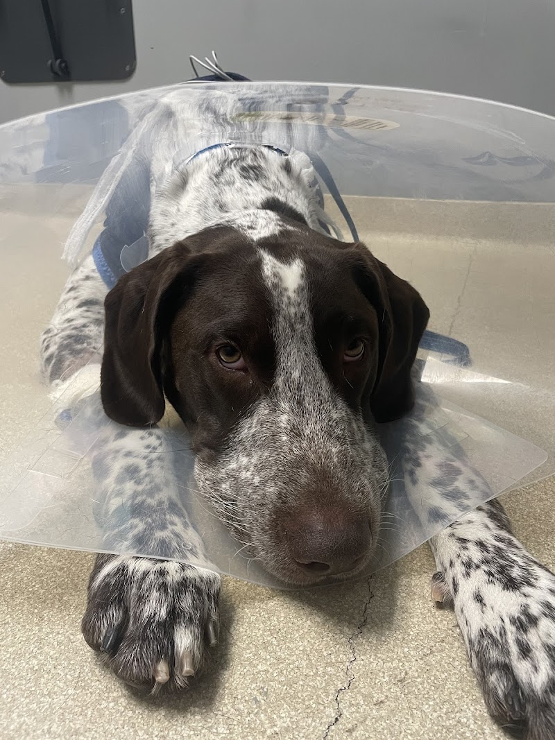 CARE | Charlotte Animal Referral & Emergency