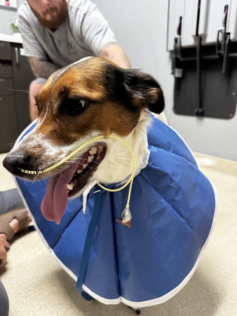 CARE | Charlotte Animal Referral & Emergency