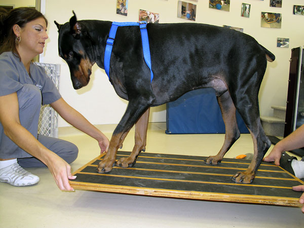Center for Veterinary Pain Management and Rehabilitation