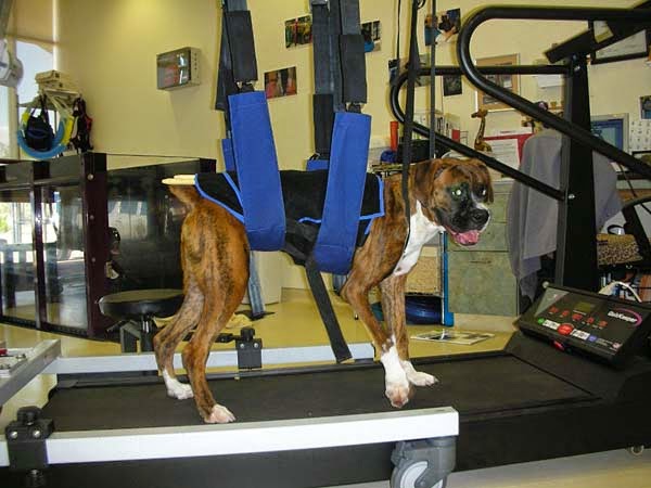 Center for Veterinary Pain Management and Rehabilitation