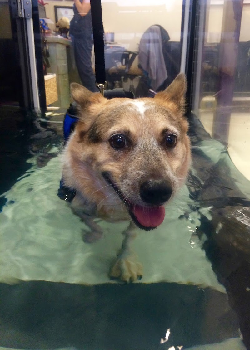Center for Veterinary Pain Management and Rehabilitation