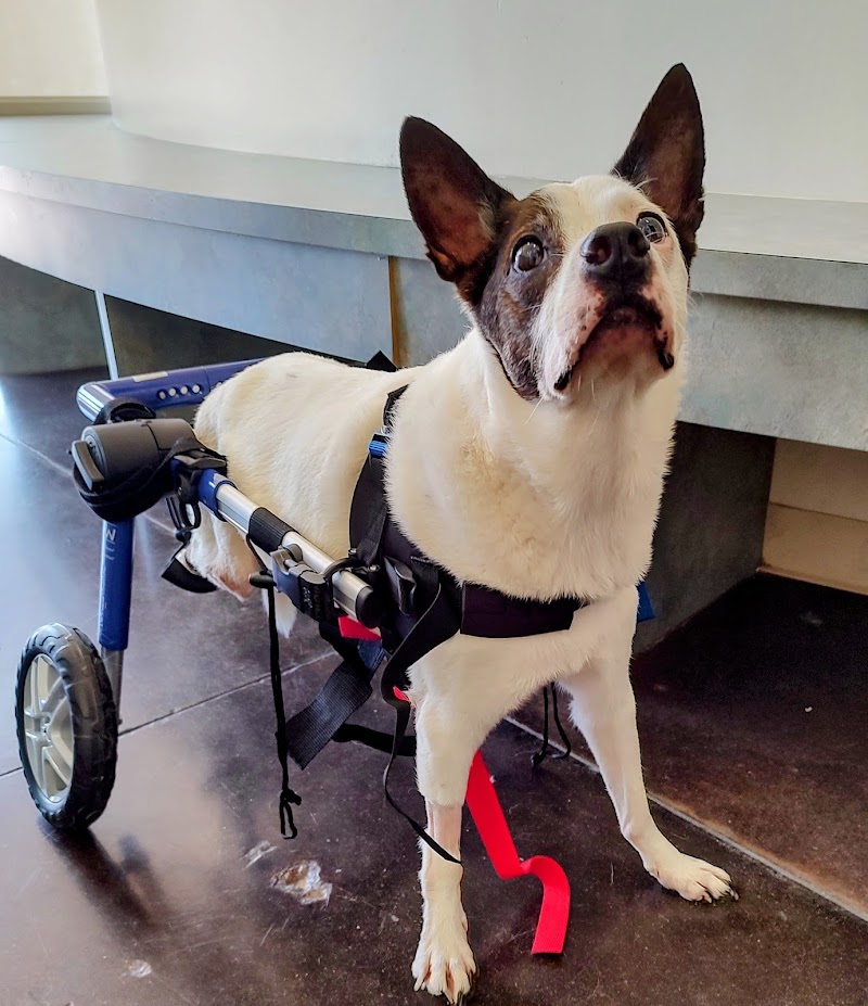 Center for Veterinary Pain Management and Rehabilitation
