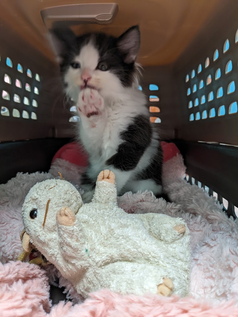 Santa Monica Veterinary Group