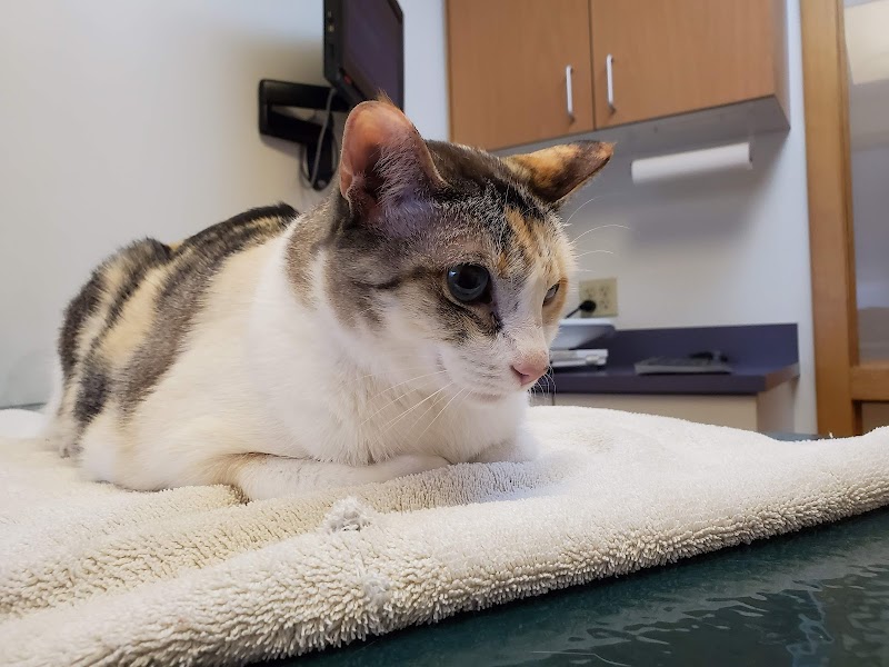 Tender Touch Animal Hospital