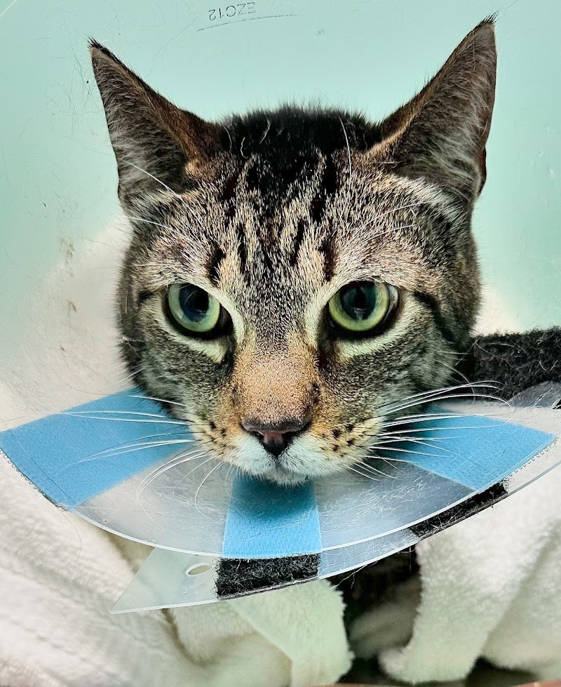 East End Animal Surgery and Urgent Care