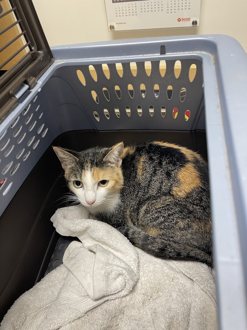 East End Animal Surgery and Urgent Care