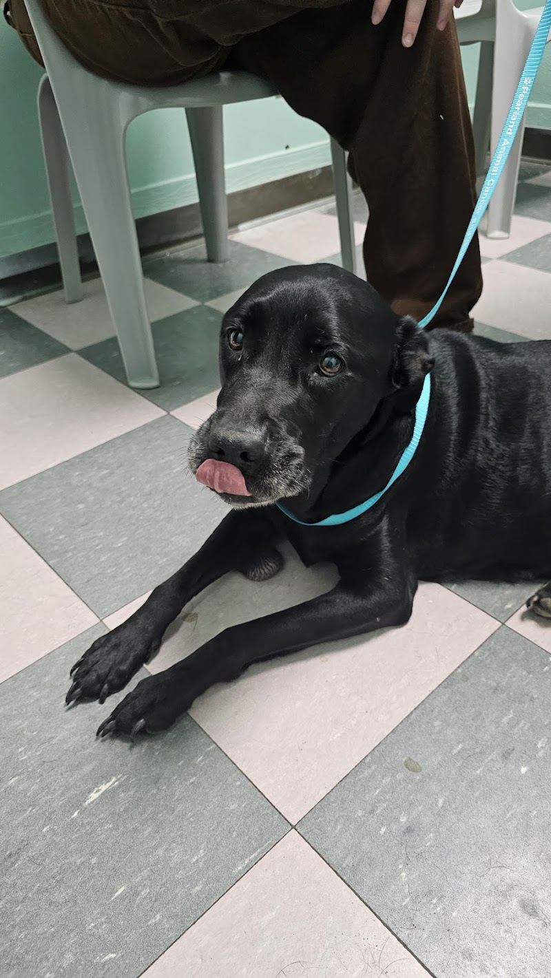 East End Animal Surgery and Urgent Care