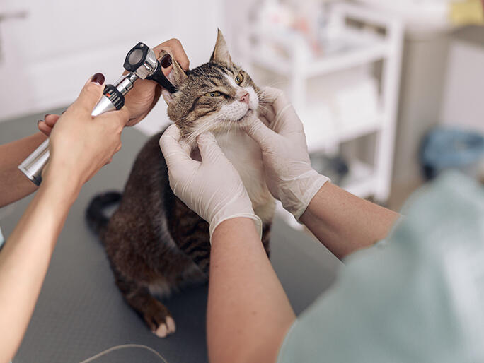 Banfield Pet Hospital - Loveland