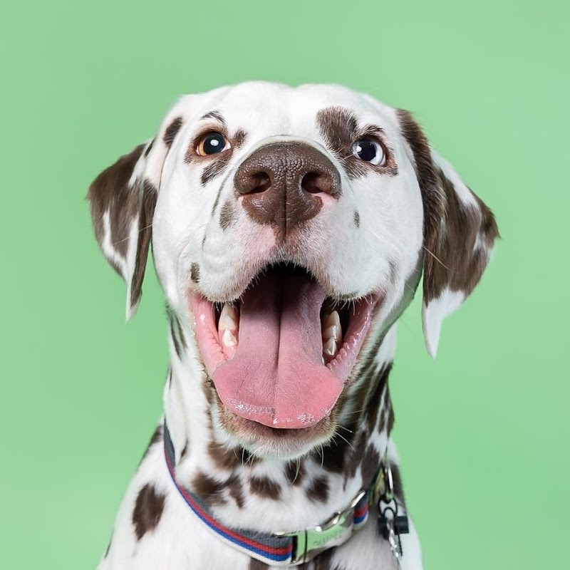 Dog and Cat Hospital Calabasas