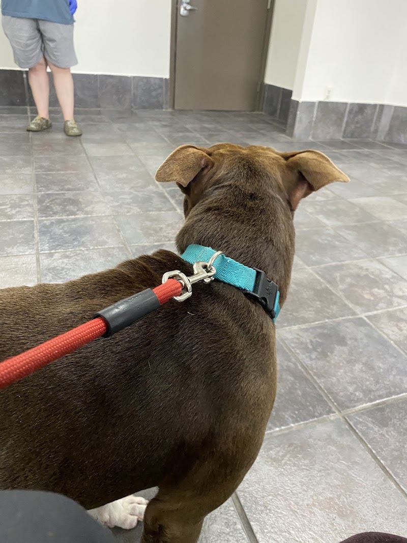 Houston Veterinary Hospital