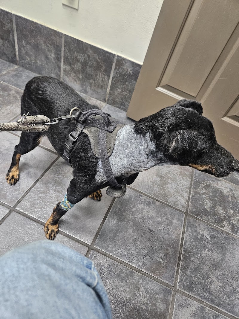 Houston Veterinary Hospital