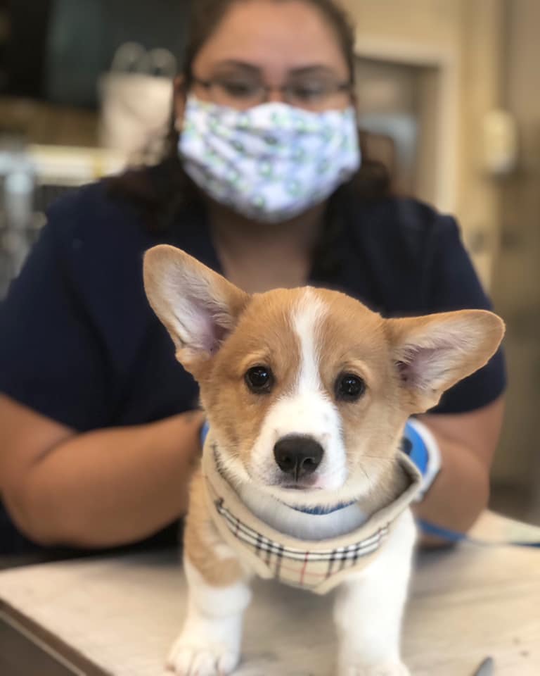 Pender Veterinary Centre - Fairfax (24/7 Emergency)