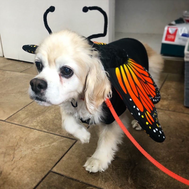 Rancho San Carlos Pet Clinic
