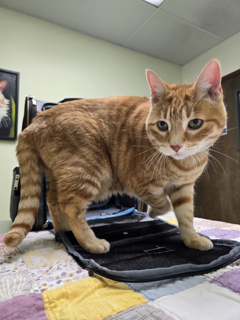 VCA Laurelhurst Animal Hospital
