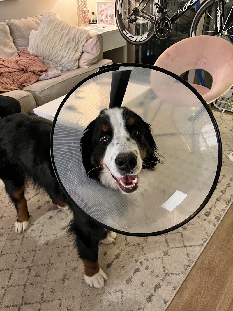 Allied Veterinary Emergency & Referral