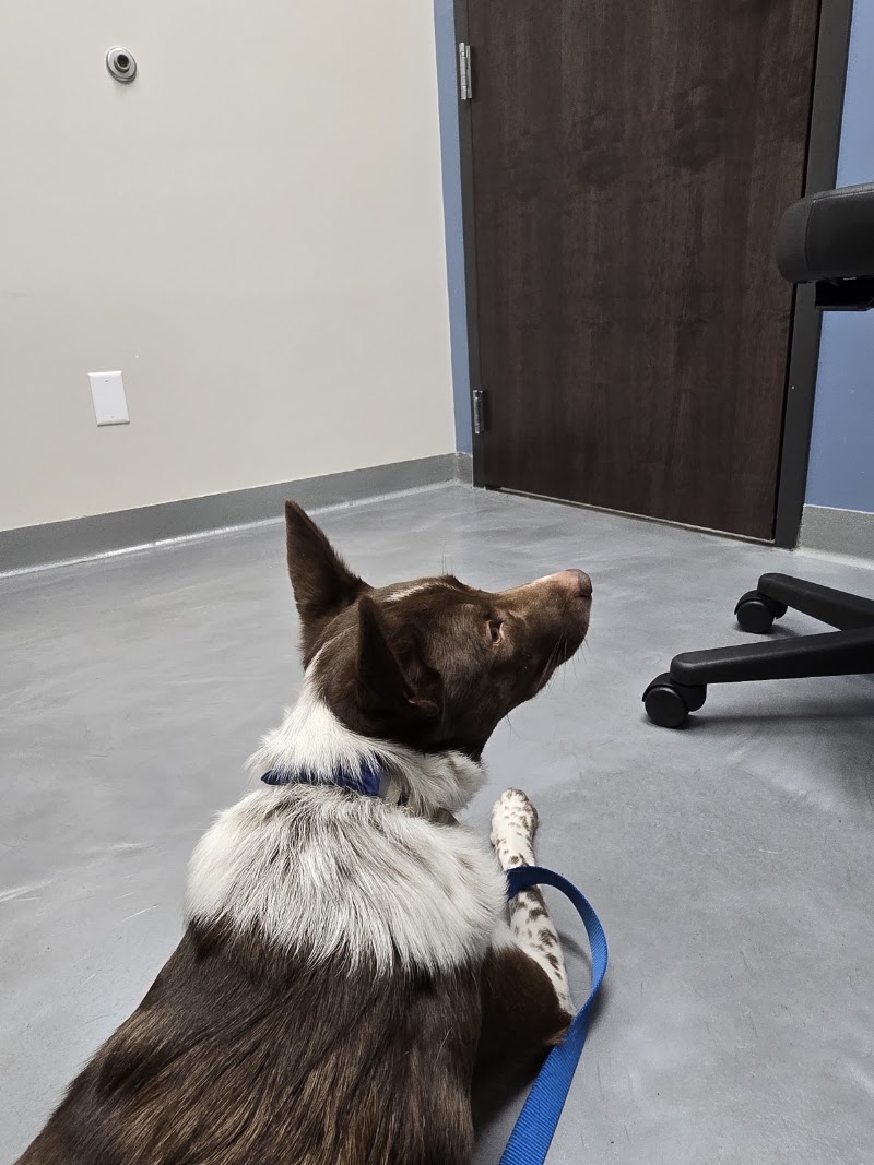 Allied Veterinary Emergency & Referral