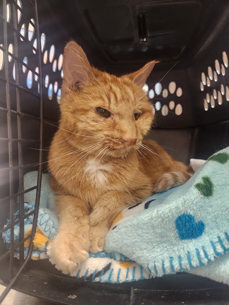 Allied Veterinary Emergency & Referral