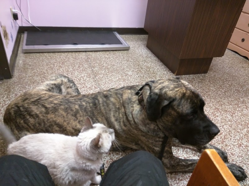 Ark Pet Hospital