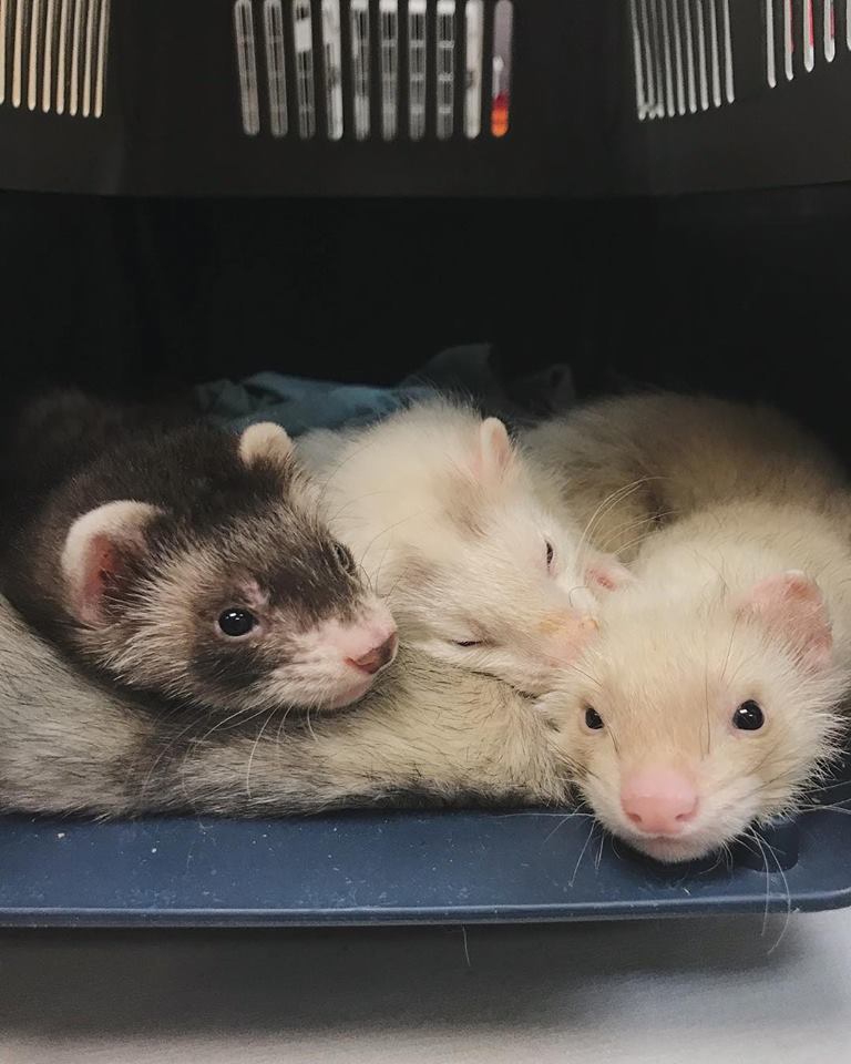 Ark Pet Hospital
