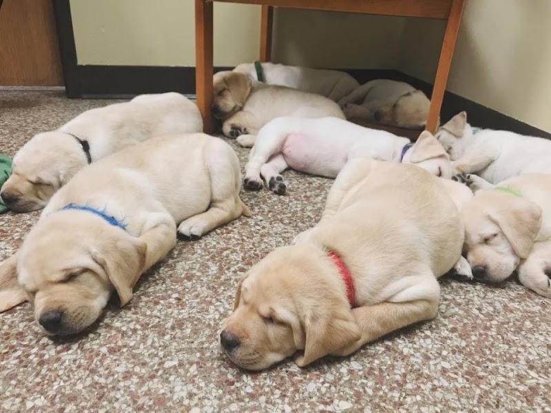 Ark Pet Hospital