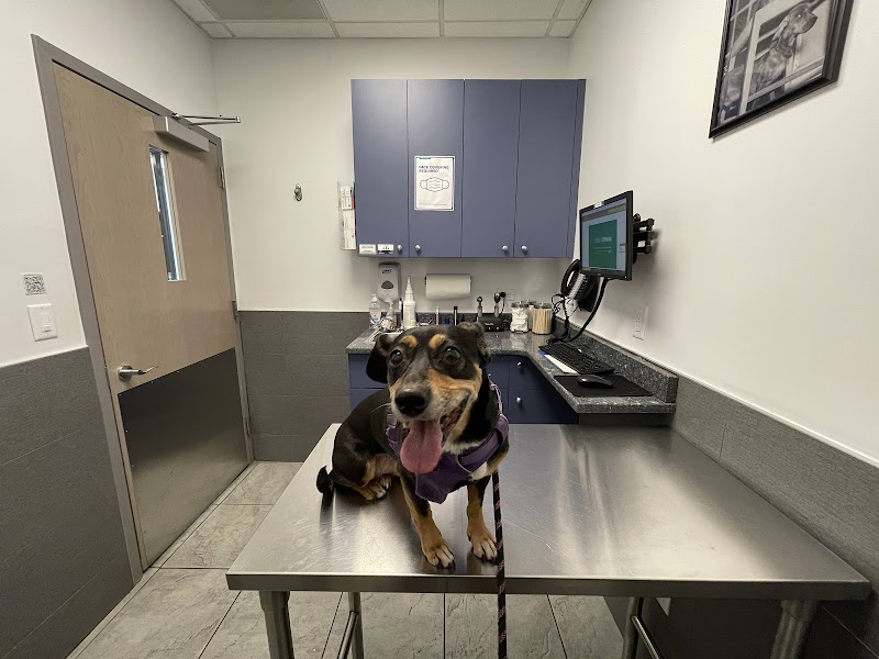 Court Square Animal Hospital