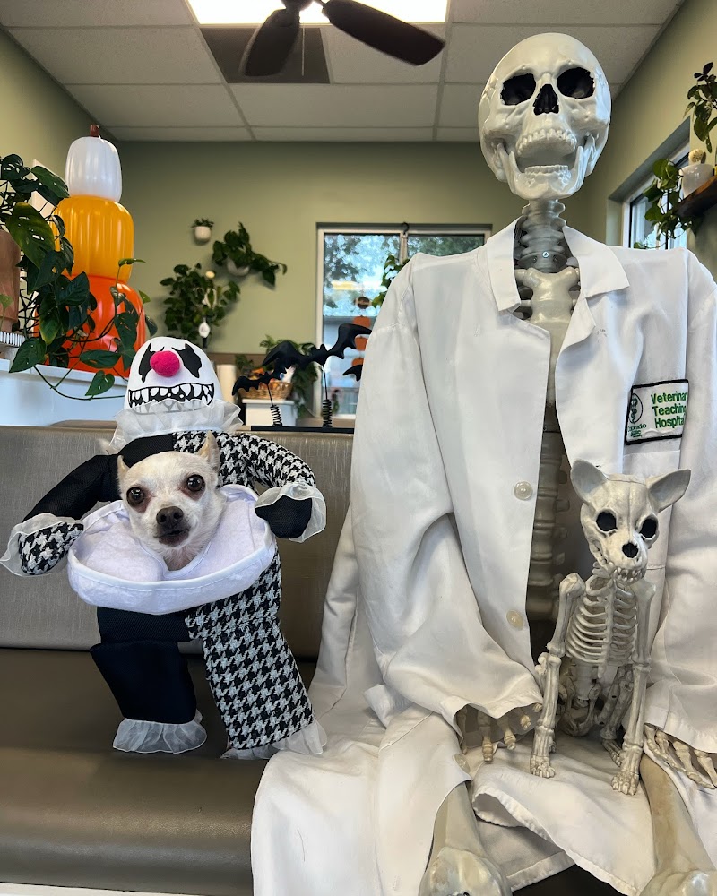 Charleston Veterinary Cardiology