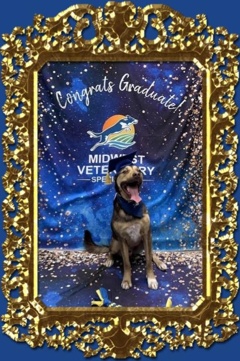 Midwest Veterinary Specialists