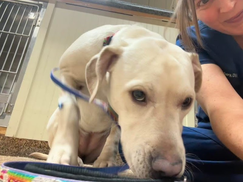 Veterinary Emergency, Critical Care & Referral Center