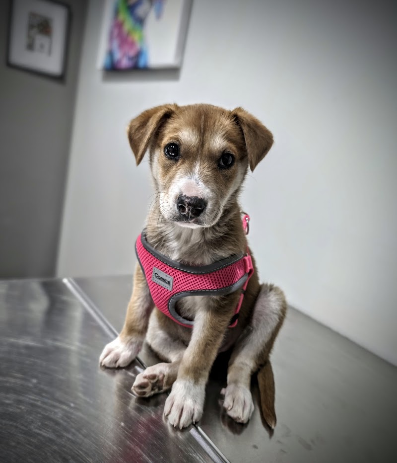 Bellaire-Richmond Pet Hospital