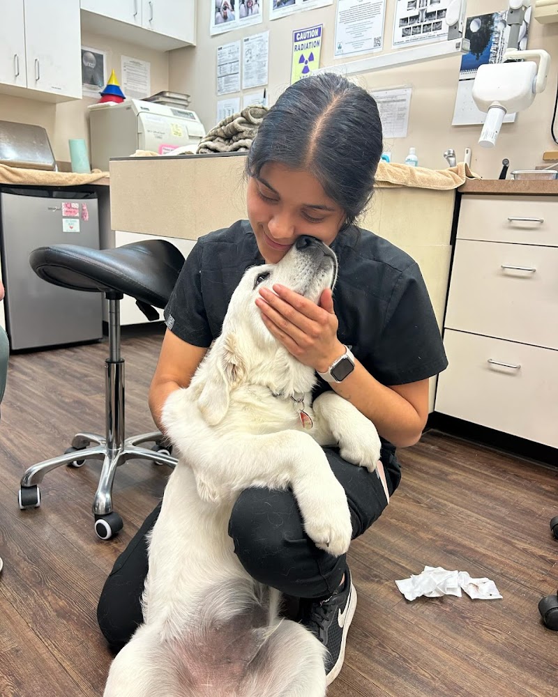 Companion Animal Veterinary Hospital