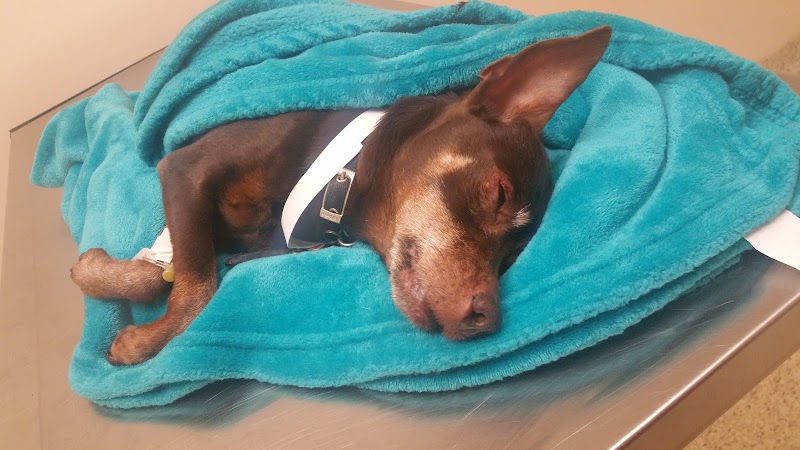 Carolina Veterinary Specialists Matthews