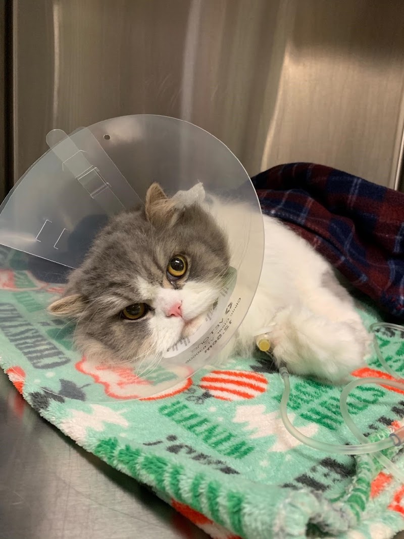 VCA Advanced Veterinary Care Center
