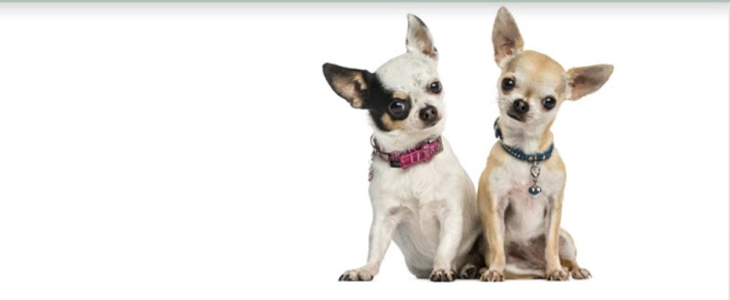 Story Road Animal Hospital